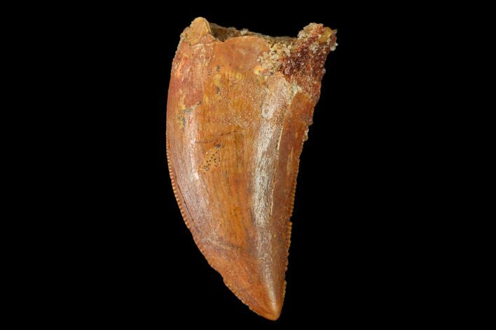 Serrated, Carcharodontosaurus Tooth - Morocco #159312